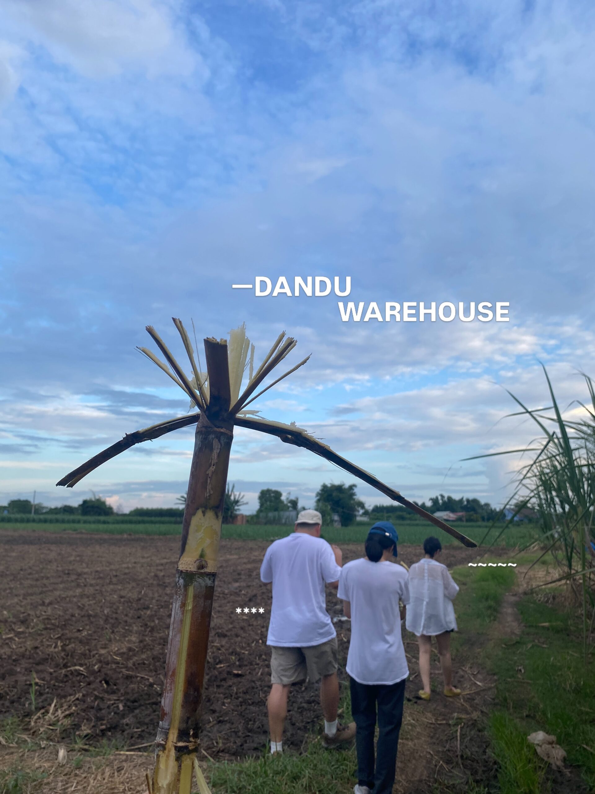 Dandu Warehouse plantation
